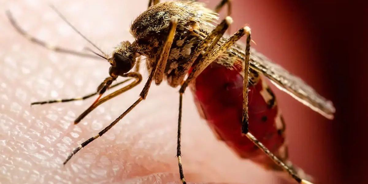 Éloignez les moustiques et profitez de votre été en toute tranquillité